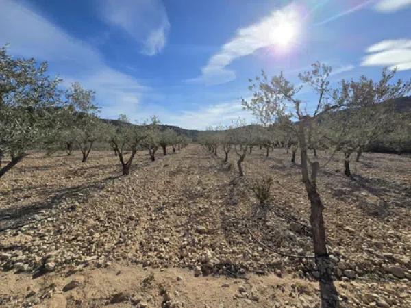 Terreno en Hondón de las Nieves