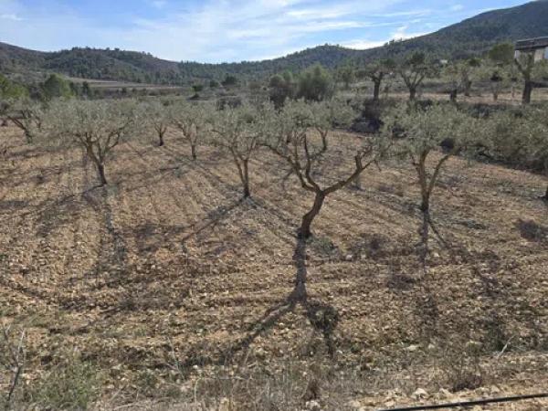 Terreno en Hondón de las Nieves