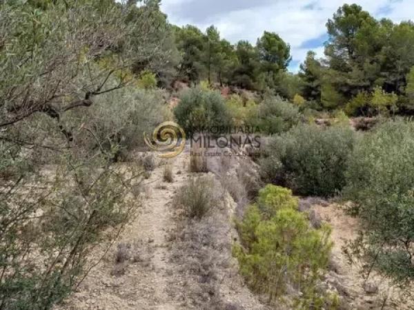 Terreno en Casco urbano