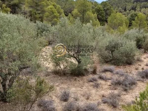 Terreno en Casco urbano
