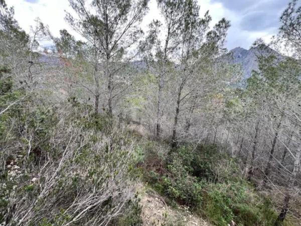 Terreno en Callosa d'En Sarria