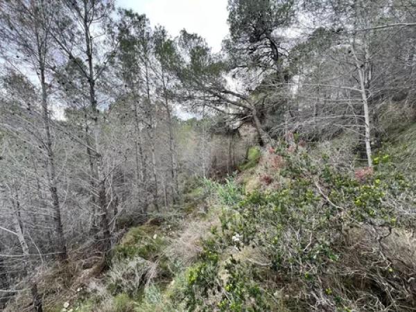 Terreno en Callosa d'En Sarria