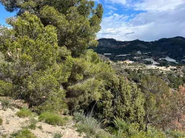 Terreno en Callosa d'En Sarria