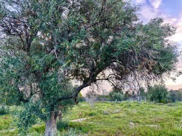 Terreno en camino de Marco s/n