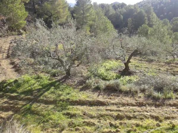 Terreno en Partida Campulles, 24