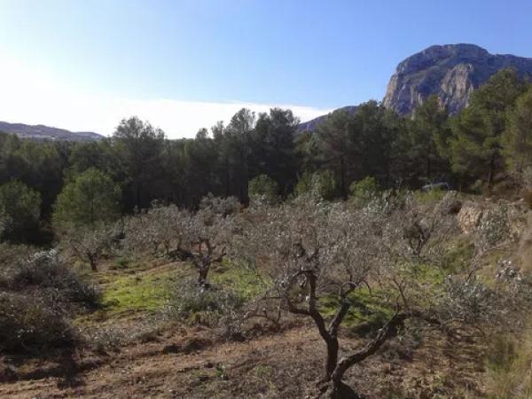 Terreno en Partida Campulles, 24