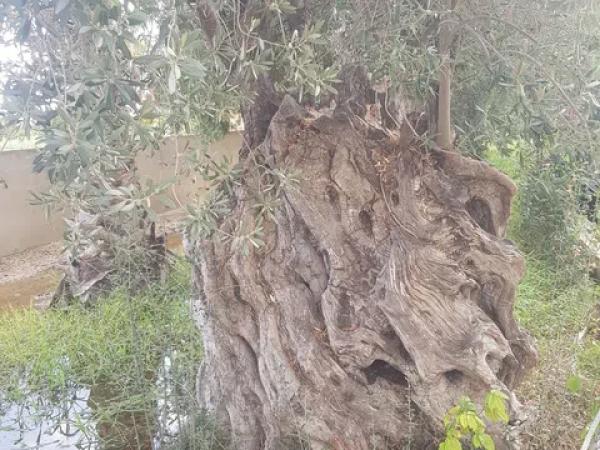Terreno en El Secanet - Hacienda del Sol