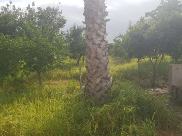 Terreno en El Secanet - Hacienda del Sol