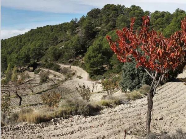Terreno en Torremanzanas