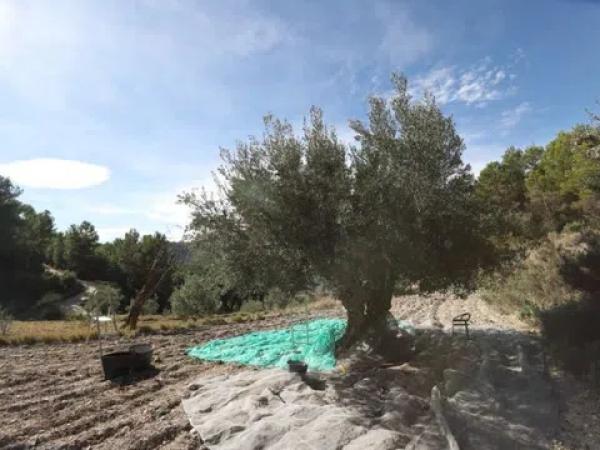 Terreno en Torremanzanas