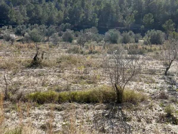 Terreno en Partida l'Atzubia, km 11