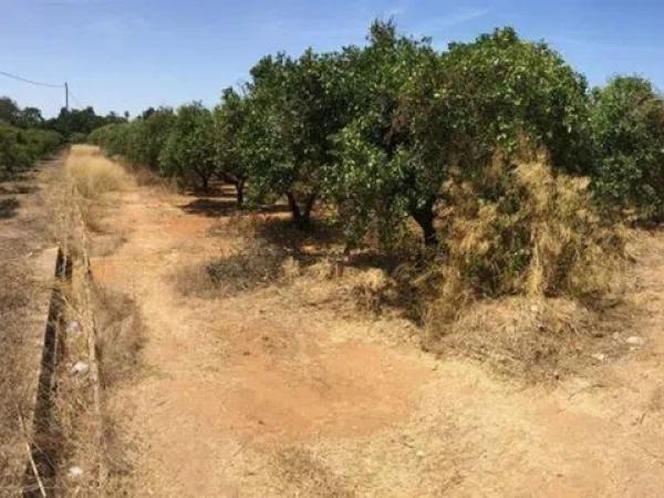 Terreno en Centro Urbano