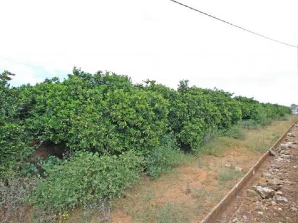 Terreno en Centro Urbano