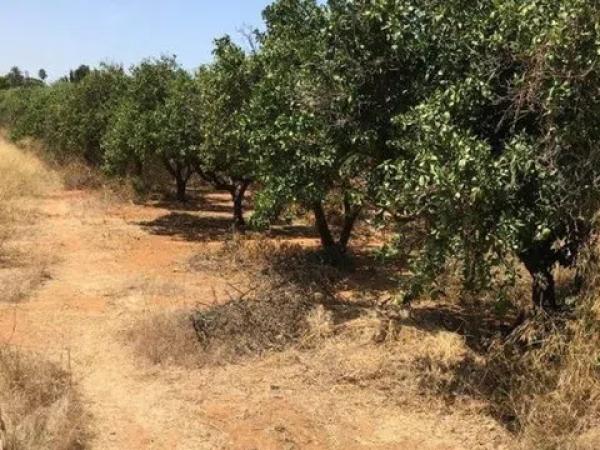 Terreno en Centro Urbano