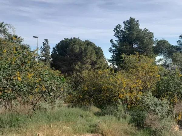 Terreno en Montepinar-La Aparecida-Raiguero