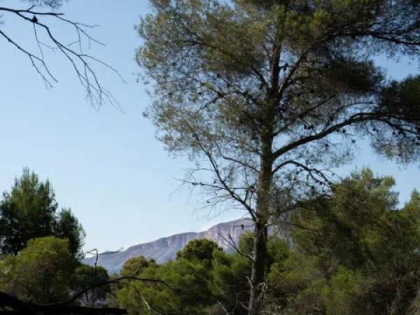 Terreno en Partida Comunes-Adsubia