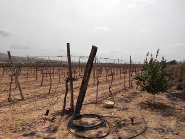 Terreno en calle Gil Martínez s/n