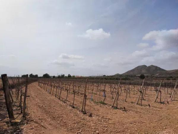 Terreno en calle Gil Martínez s/n