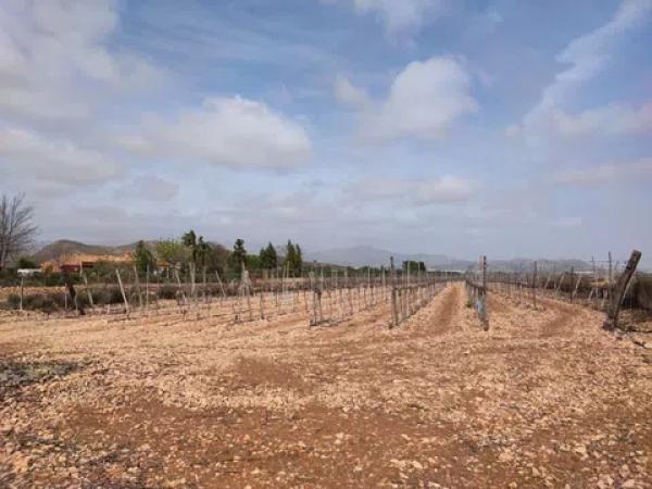Terreno en calle Gil Martínez s/n