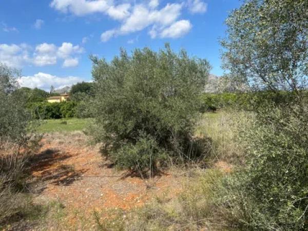 Terreno en Pedreguer