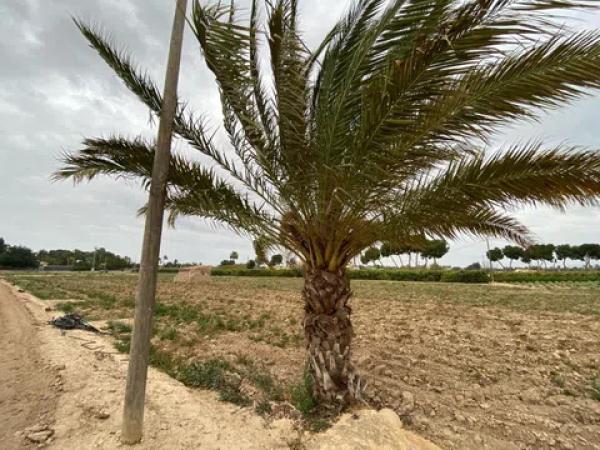 Terreno en carretera Matola s/n