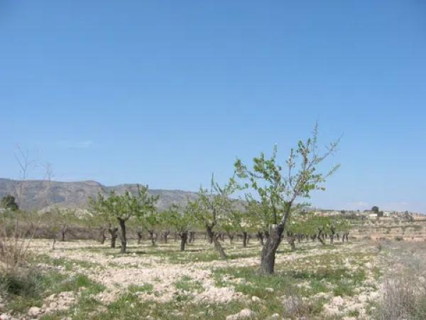 Terreno en camino de la Pedrera s/n