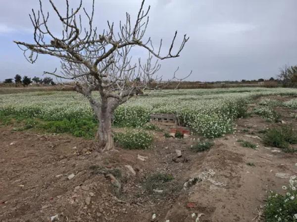 Terreno en Partida Almarjal