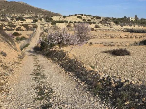 Terreno en Novelda