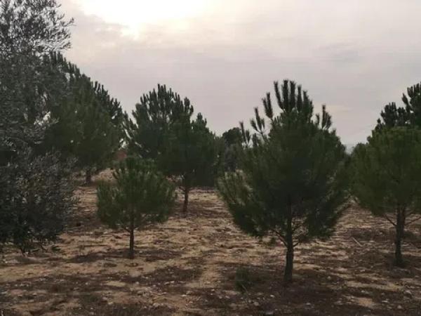 Terreno en Peña Rubia s/n