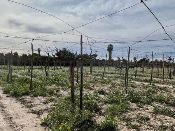 Terreno en La Hoya-Daimes-El Derramador