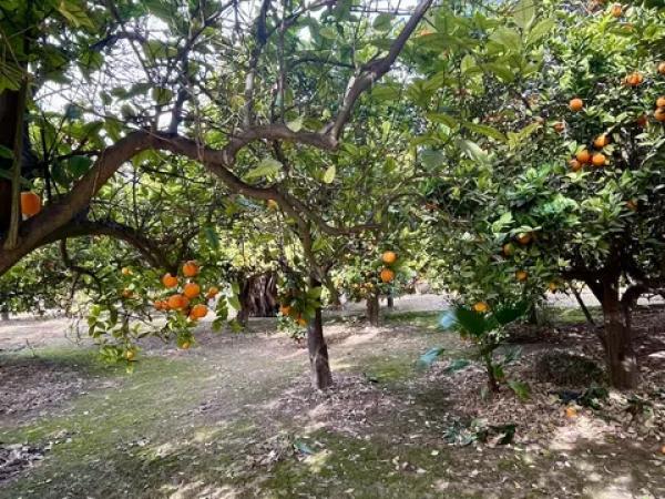 Terreno en La Hoya-Daimes-El Derramador