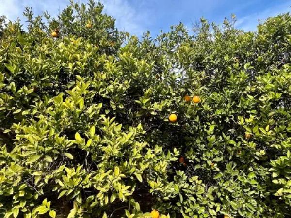 Terreno en La Hoya-Daimes-El Derramador