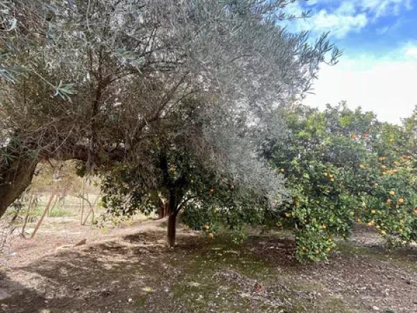 Terreno en La Hoya-Daimes-El Derramador