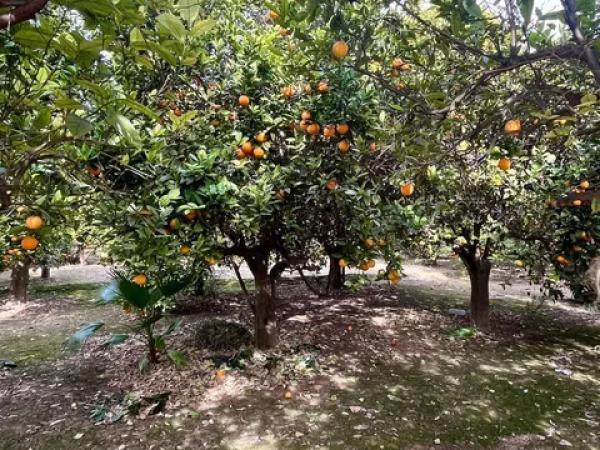 Terreno en La Hoya-Daimes-El Derramador