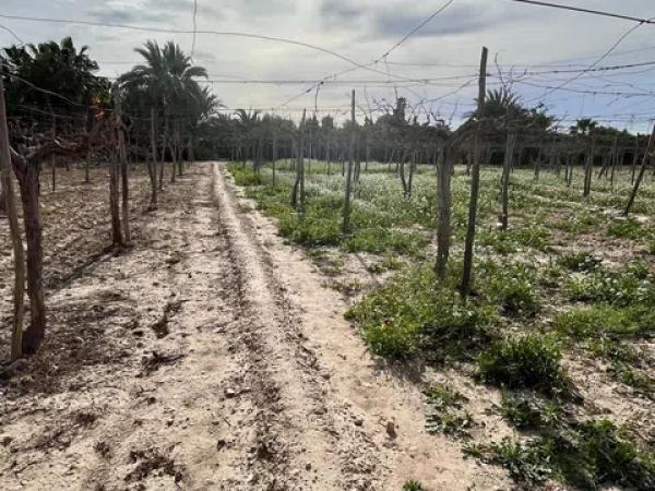 Terreno en La Hoya-Daimes-El Derramador