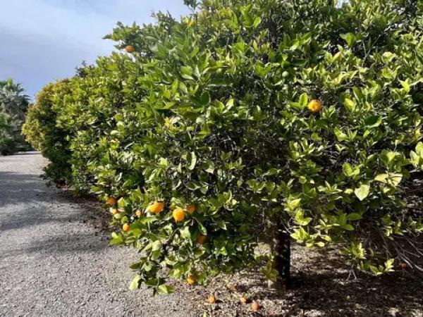 Terreno en La Hoya-Daimes-El Derramador