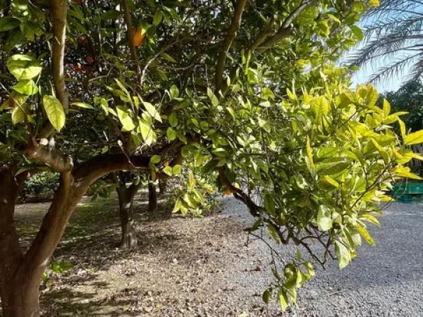 Terreno en La Hoya-Daimes-El Derramador