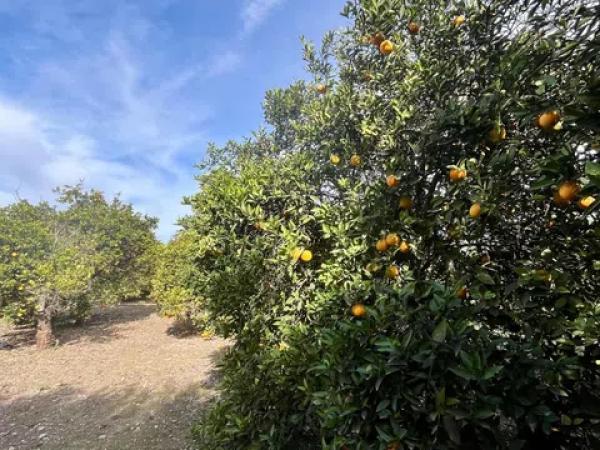 Terreno en La Hoya-Daimes-El Derramador