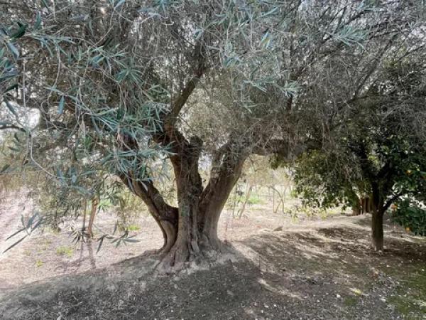 Terreno en La Hoya-Daimes-El Derramador