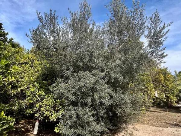 Terreno en La Hoya-Daimes-El Derramador