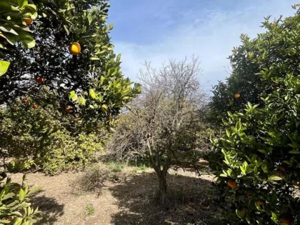 Terreno en La Hoya-Daimes-El Derramador