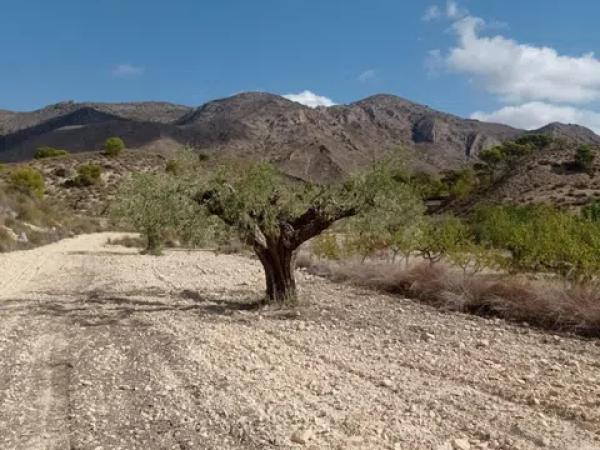 Terreno en Hondón de las Nieves