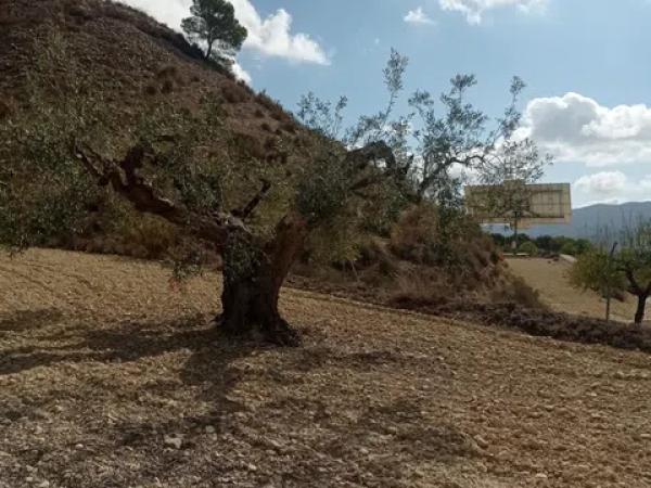 Terreno en Hondón de las Nieves