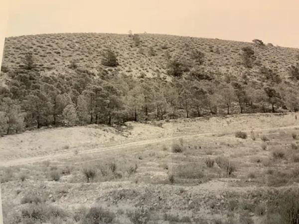 Terreno en carretera de Agost s/n