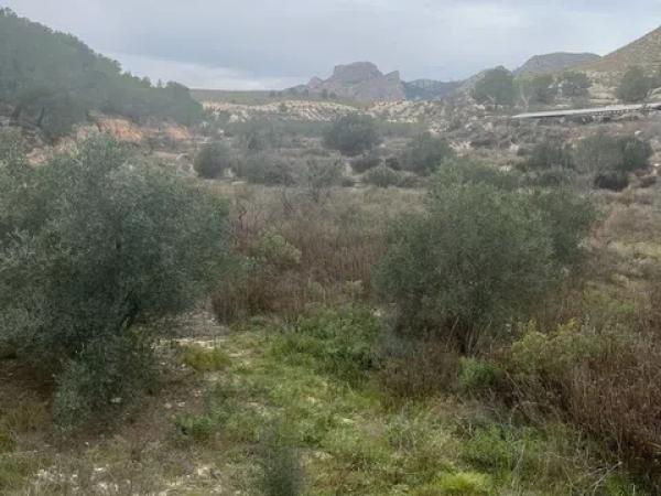 Terreno en carretera de Agost s/n