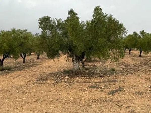 Terreno en via Sense Nom