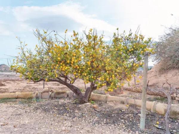 Terreno en via Sense Nom