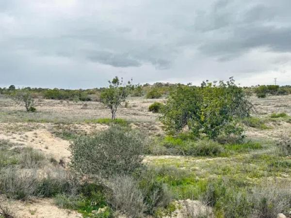 Terreno en La Marina