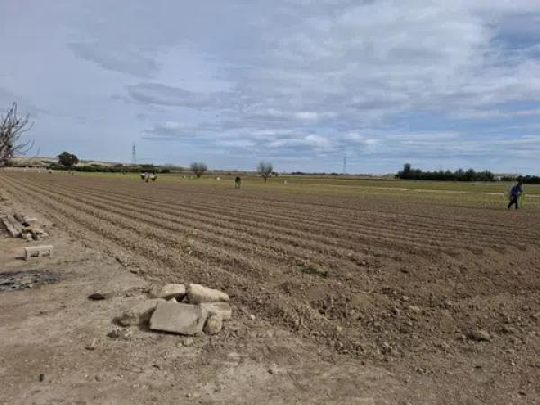 Terreno en Partoda Almarjal