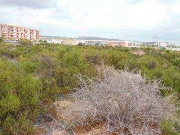 Terreno en calle el Frare, 15